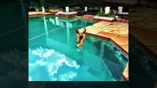 Funny Videos 2016 - Right Time Pics | Try Not To Laugh Or Grin | Best Funny Videos Compila