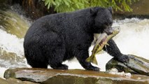 5 Surprising Facts about Black Bears