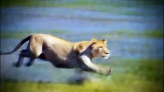 El descubrimiento de animales silvestres del Cocodrilo de la mata León Discovery channel documentales 2016 HD - 2016