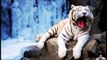 Top 10 Cutest Yawning Animals image | Its so cute that can kill you