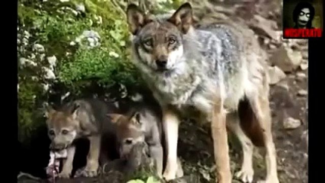 Волк отомстил, но отомстил без крови