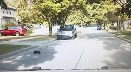 Скунс в Мичигане. Видео издания People