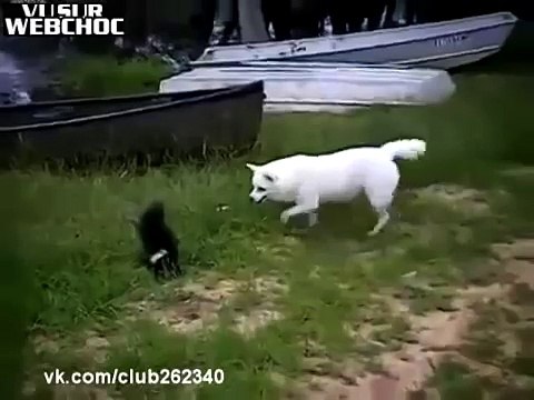 Скунс победил! -)