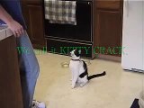 Cat has a panic attack when his string is taken.