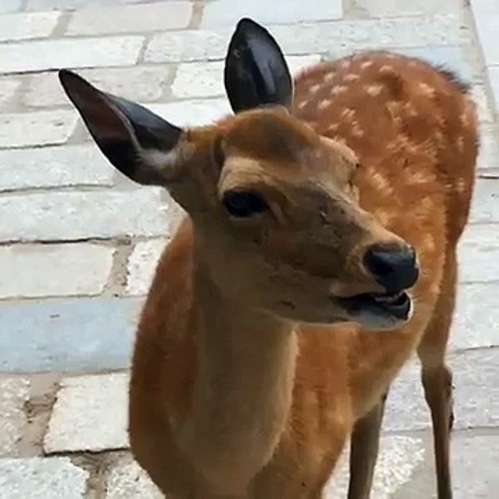 Hilarious Nara Japan