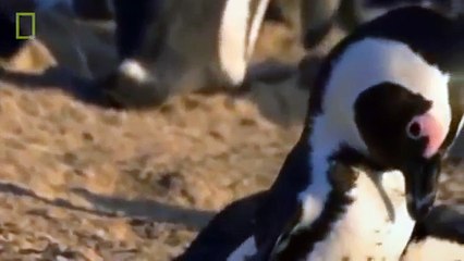 Animal Documentary National Geographic - HYENA EATS HORSE & More! {Extreme Weird Footage!!!}