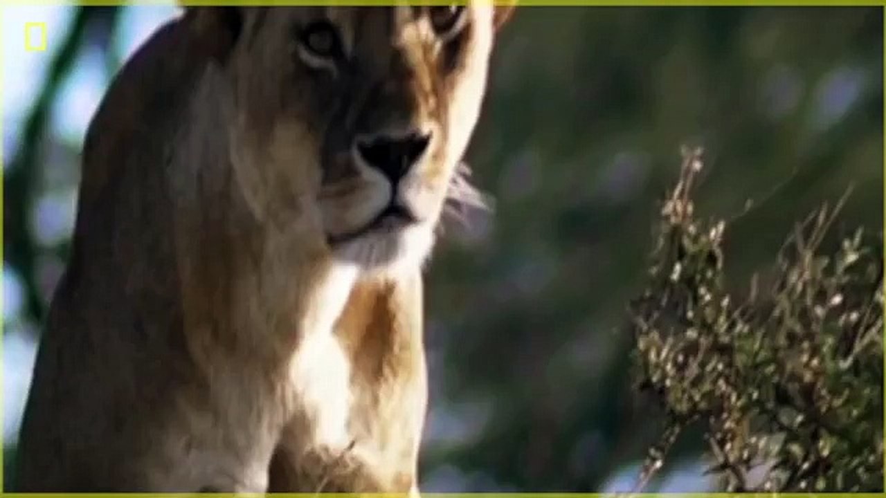 Animal Documentary National Geographic: KILLER FORCES OF TOP PREDATORS