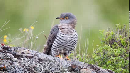 Пение птиц - Кукушка