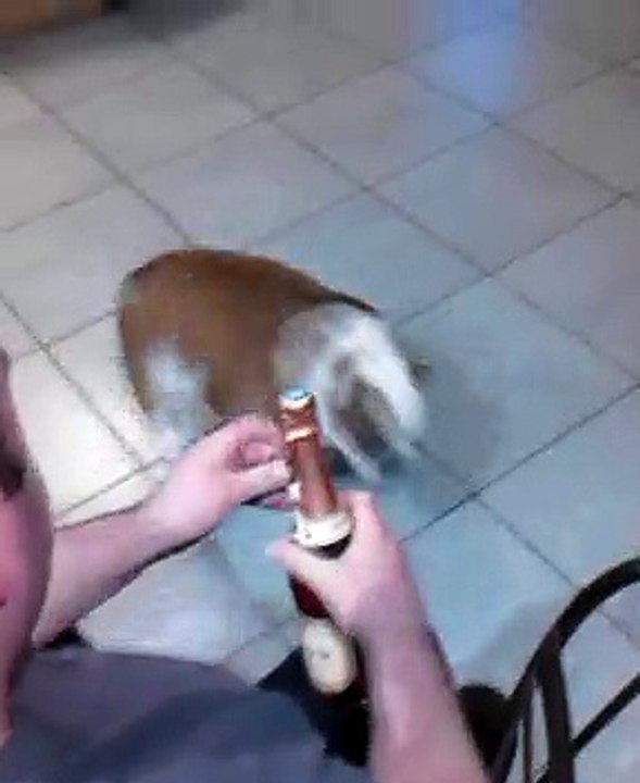 bulldog anglais qui s' impatiente pour l'apéro !!! bulldog that impatient for l'apéro!!!