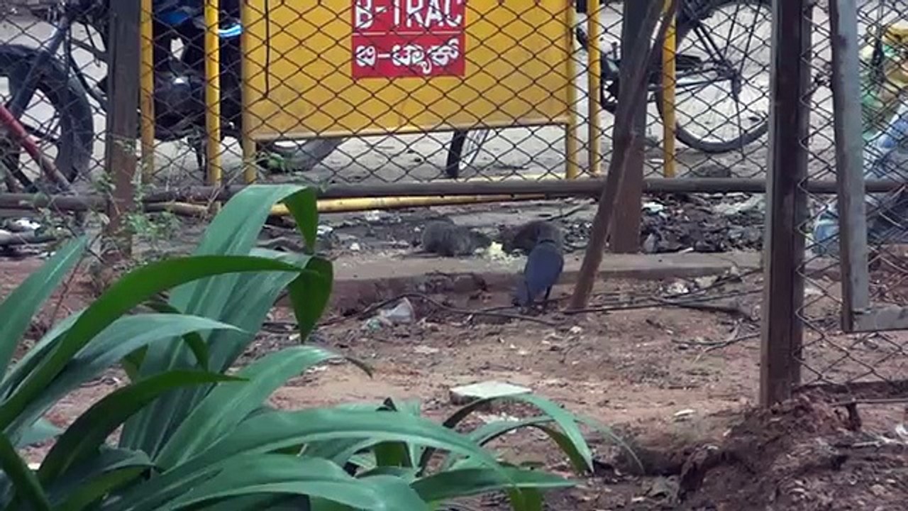Funny mouse & crow