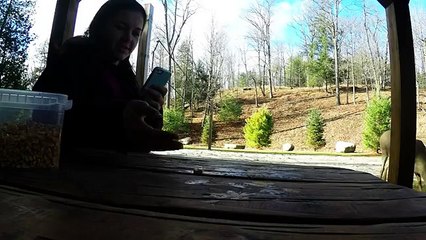 Hand-feeding wild deer