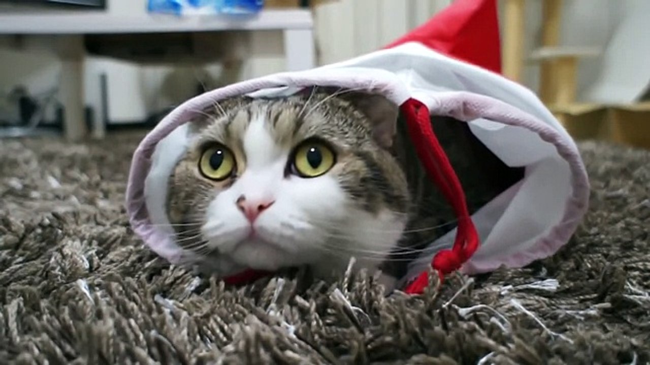 Cute Funny Cat EXTRA BONUS APRIL 2015 Funny Video