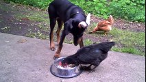 Chicken learns the true nature of the Doberman Pinscher