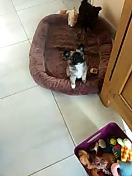 Mona Lisa, la petite Joconde des îles, CHIHUAHUA de 8 semaines