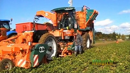 MATROT Magister à Betteravenir 2011