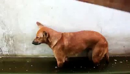 Sleeping Dog Funny Videos