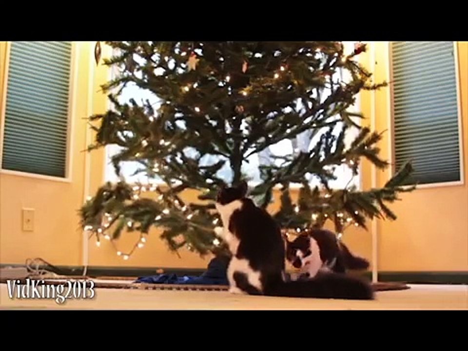 Funny Cats - Compilation new 2016