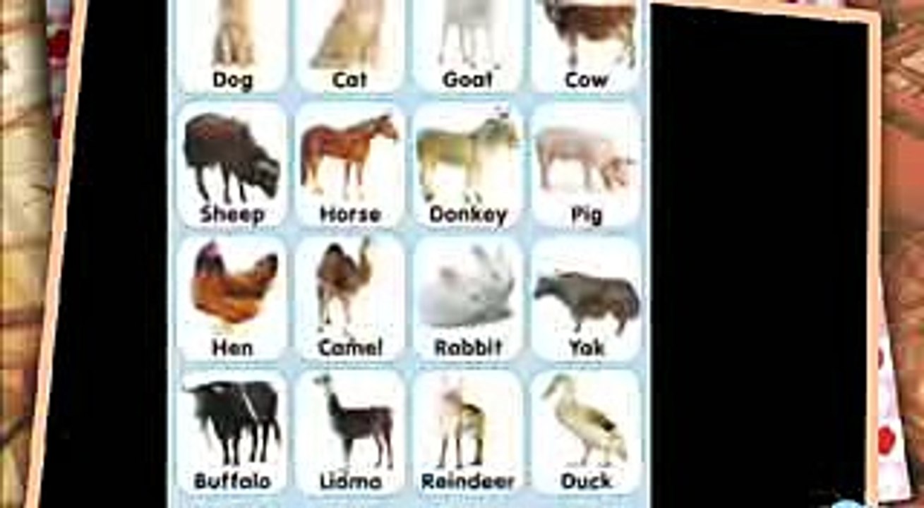 Funny Annimals