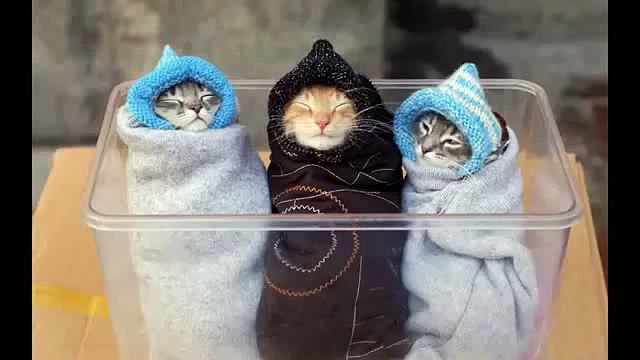 best funnyVideos Dogs Meeting Babies highlights