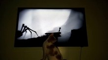 Funny Cat Watching Video Game