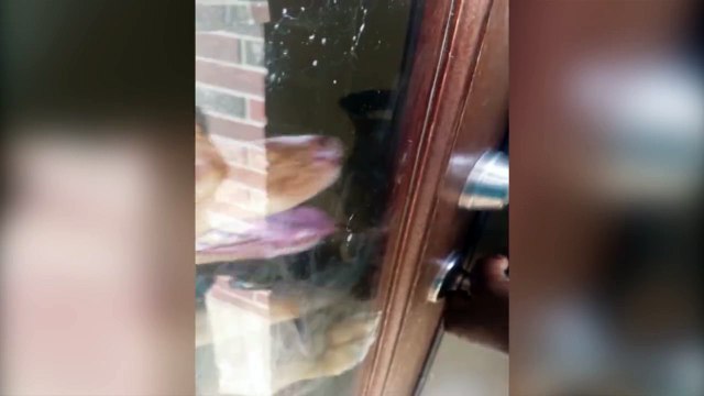 Un chien déverrouille la porte pour son maître enfermé dehors