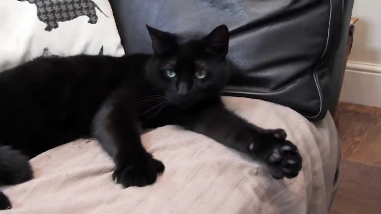 Amazing Cat Gives Thumbs Up