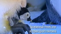 BBC Заснеженный птенец, или История одного пингвина (2015)