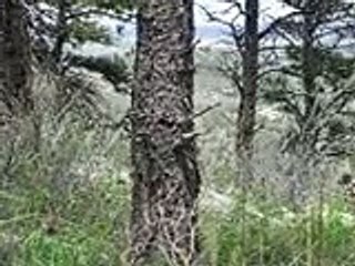 Mule Deer Nature Watching