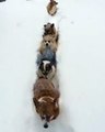 Un petit train de chiens Corgi dans la neige