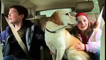 The Dog Who Saved Christmas Vacation (2010) - Official Trailer