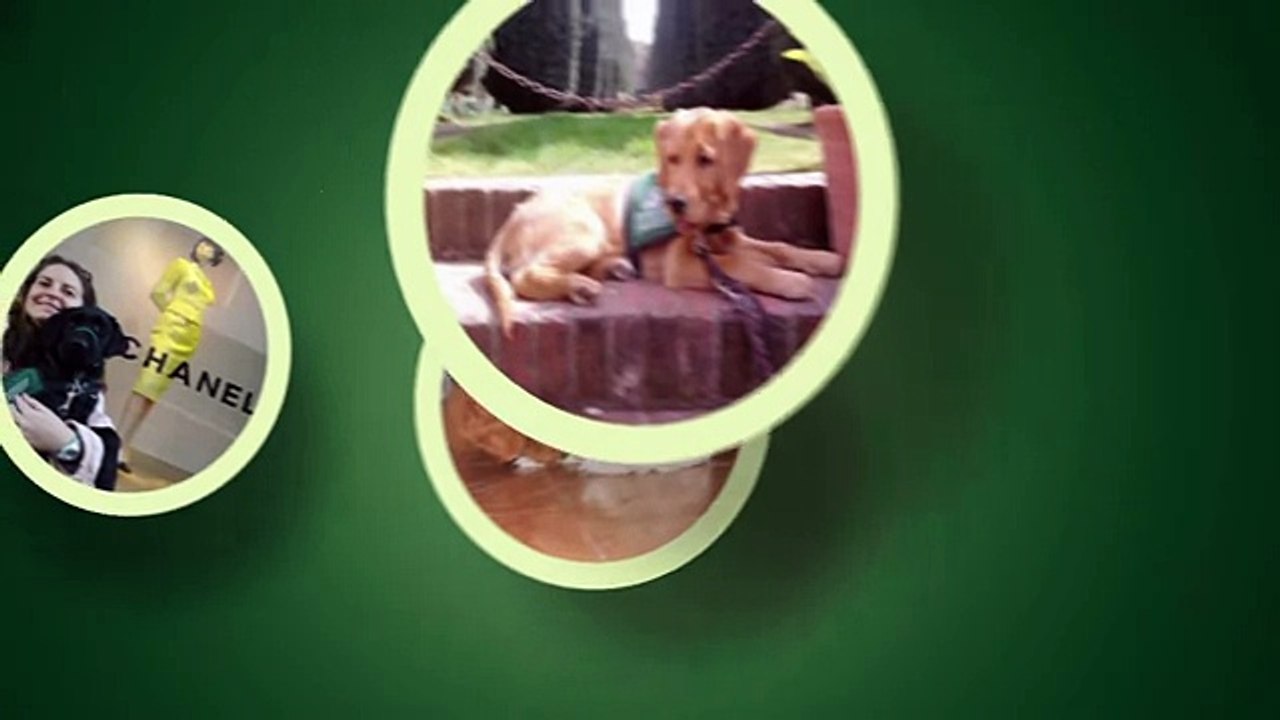 Service Dog Basic Commands S2E7 video Dailymotion