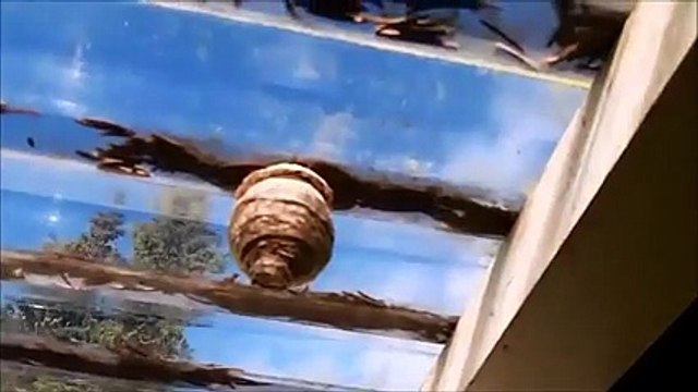 Yuvanın İçinden Öyle Bir Şey Çıktı Ki.!! Yok Böyle Bir Şey