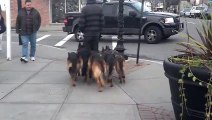 Il se fait suivre par 5 chiens mais ce n'est pas ce que vous croyez !