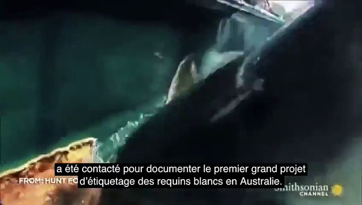 Un requin de 3 mètres se fait manger par un super-prédateur ! Mais de quel animal s'agit-il ?