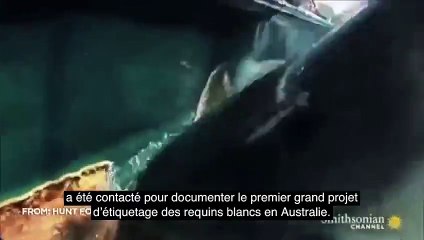 Un requin de 3 mètres se fait manger par un super-prédateur ! Mais de quel animal s'agit-il ?