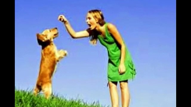 Royal Canin Labrador Retriever Dog Food Review