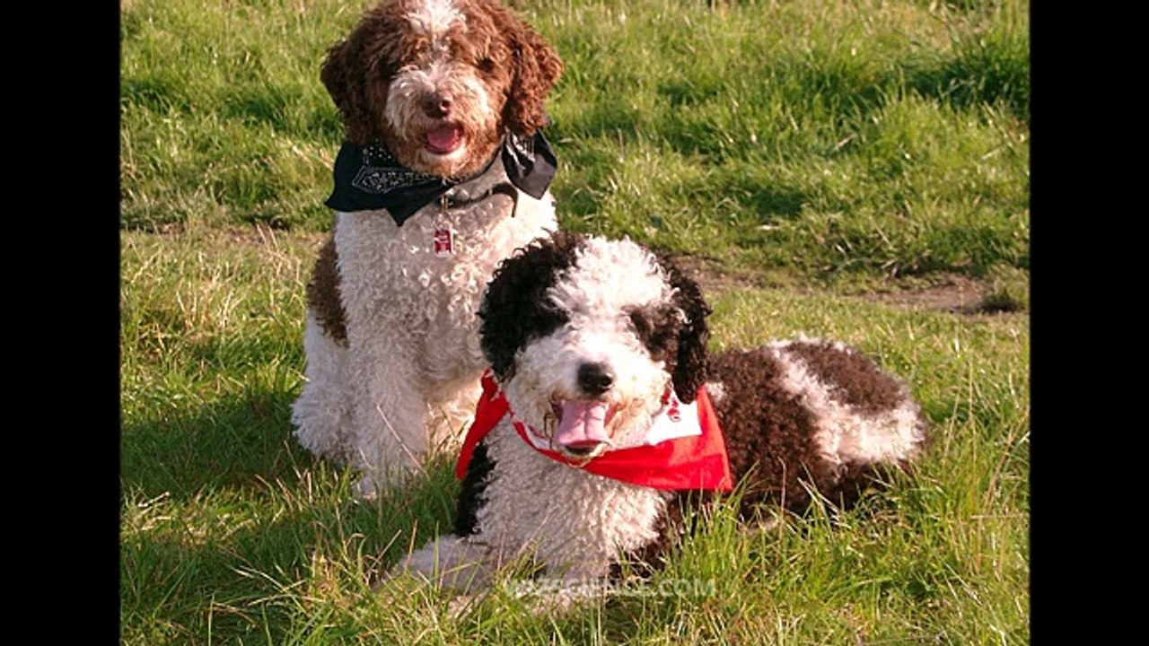 Spanish Water Dog - Video Learning - WizScience.com