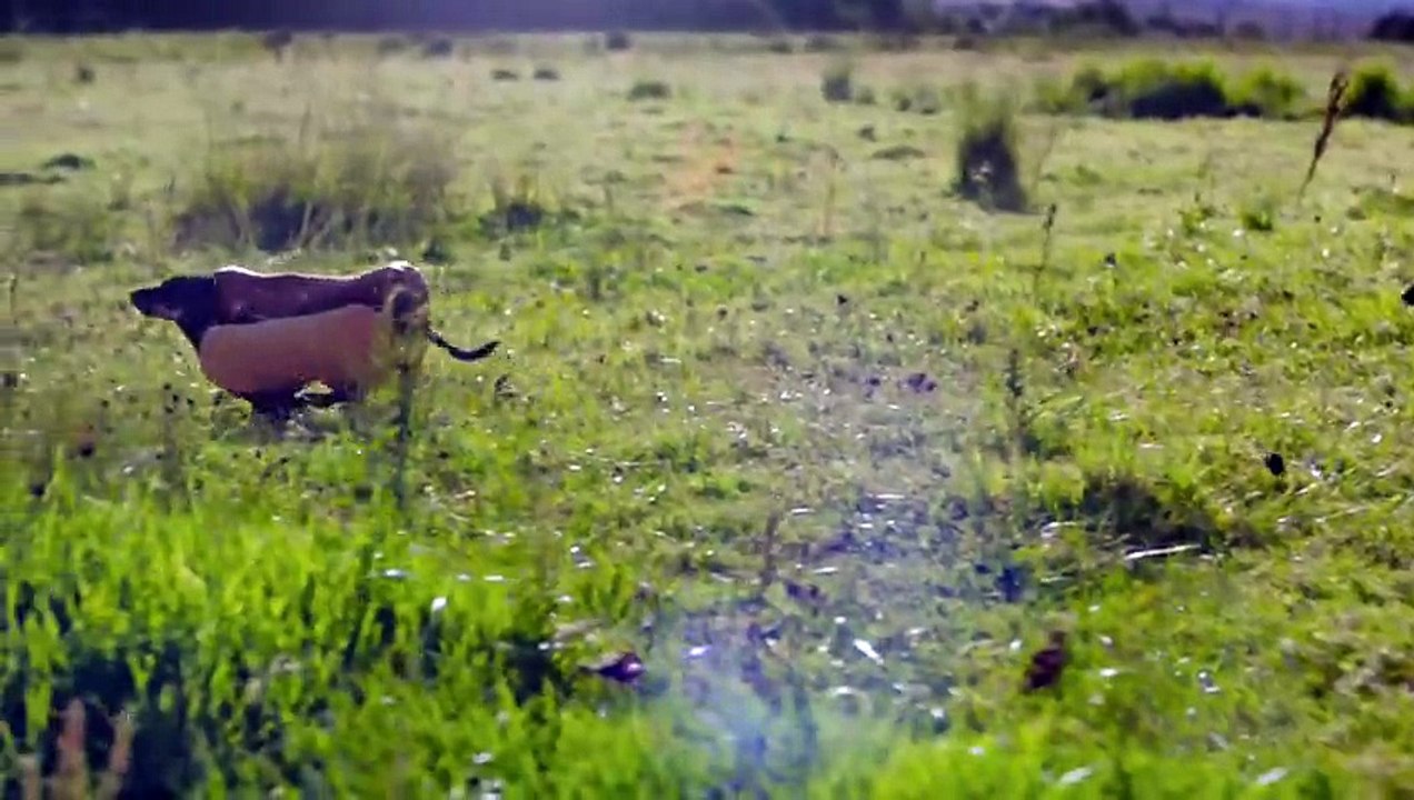 HEINZ Ketchup Game Day 2016 Hot Dog Commercial | "Wiener Stampede" - Extended Cut