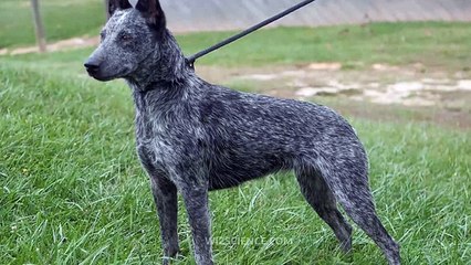 Australian Stumpy Tail Cattle Dog - Video Learning - WizScience.com