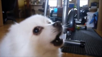 Battle against a true dog[YTPMV]