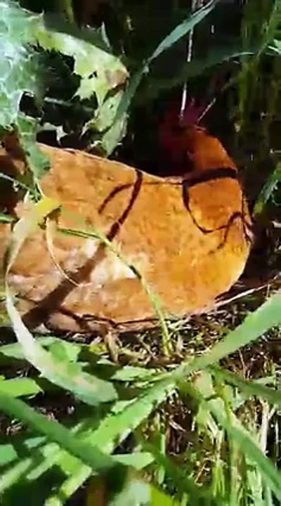 Κότα κλώσσα μέσα στα χόρτα