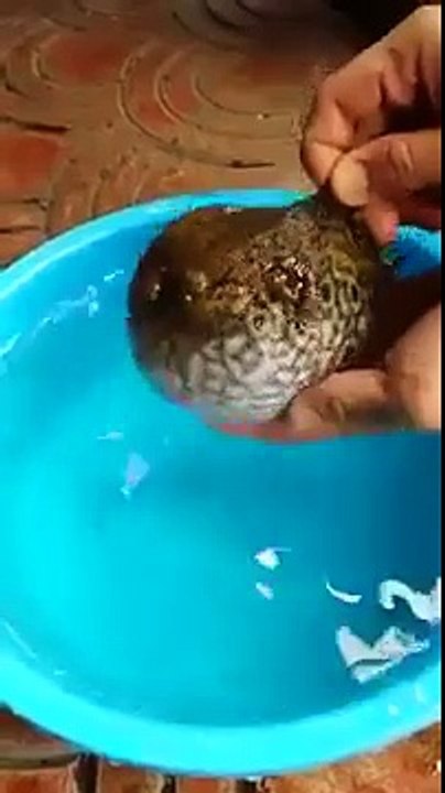 Puffer Fish Turned into a Baloon to Escape from predators