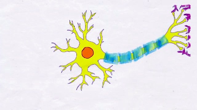 2-Minute Neuroscience- The Neuron