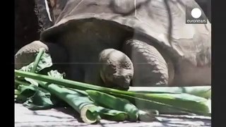 100-летняя черепаха умерла в Галапагосском национальном парке