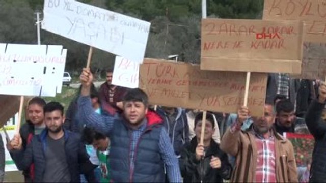 Fethiye Seydikemer- Domates Üreticileri Fiyatları Protesto Etti