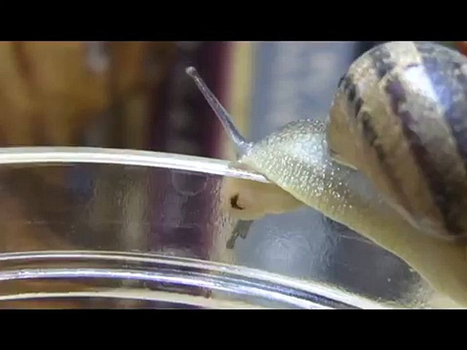 Crazy Snail