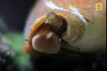 Killer Cone Snails