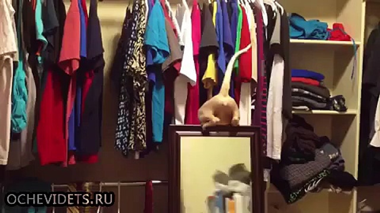 Это самые прыгающие кошки )