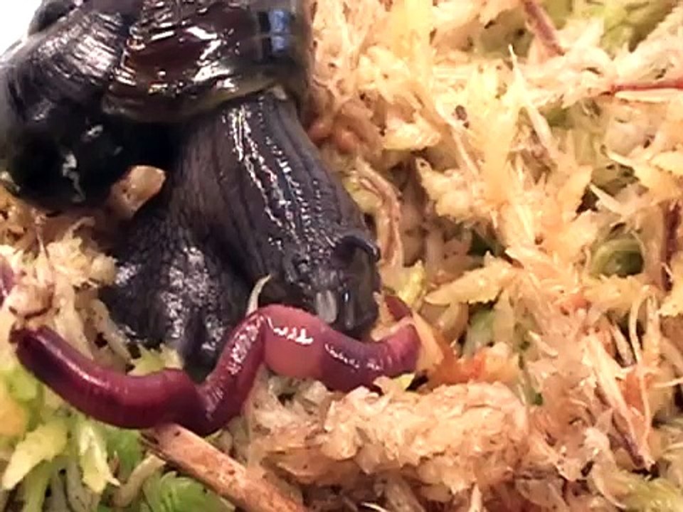 Snail attack