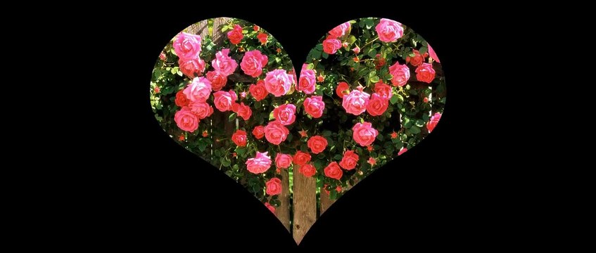 action kung fu jet li